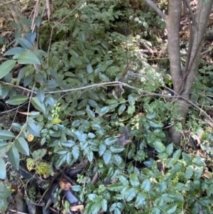 Berberis aquifolium at Karabar, NSW - 1 May 2022