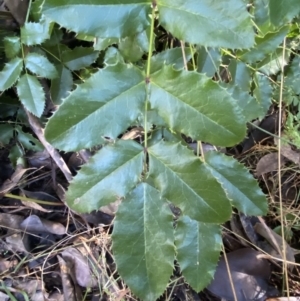 Berberis aquifolium at Karabar, NSW - 1 May 2022 12:49 PM