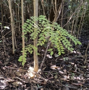 Ligustrum sinense at Karabar, NSW - 1 May 2022 12:48 PM