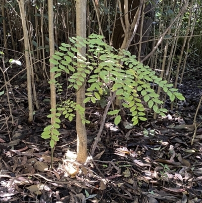 Ligustrum sinense (Narrow-leaf Privet, Chinese Privet) at Karabar, NSW - 1 May 2022 by Steve_Bok