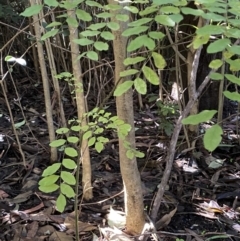 Ligustrum sinense at Karabar, NSW - 1 May 2022 12:48 PM