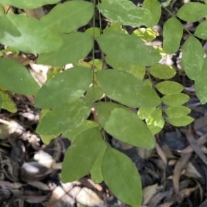 Ligustrum sinense at Karabar, NSW - 1 May 2022 12:48 PM