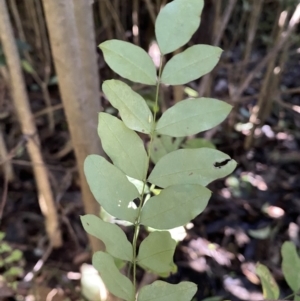 Ligustrum sinense at Karabar, NSW - 1 May 2022 12:48 PM