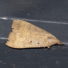 Uresiphita ornithopteralis (Tree Lucerne Moth) at Higgins, ACT - 24 Apr 2022 by AlisonMilton