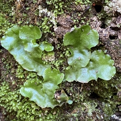 Lunularia cruciata (A thallose liverwort) at QPRC LGA - 1 May 2022 by Steve_Bok