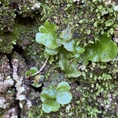 Lunularia cruciata at Karabar, NSW - 1 May 2022