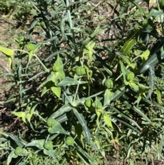 Euphorbia lathyris (Caper Spurge) at Karabar, NSW - 1 May 2022 by Steve_Bok