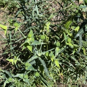 Euphorbia lathyris at Karabar, NSW - 1 May 2022