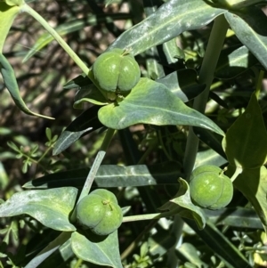 Euphorbia lathyris at Karabar, NSW - 1 May 2022