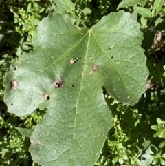 Ficus carica (Fig) at Karabar, NSW - 1 May 2022 by SteveBorkowskis