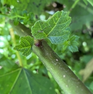 Ficus carica at Karabar, NSW - 1 May 2022