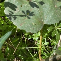 Ficus carica at Karabar, NSW - 1 May 2022