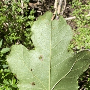 Ficus carica at Karabar, NSW - 1 May 2022