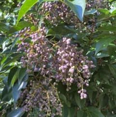 Ligustrum lucidum (Large-leaved Privet) at Karabar, NSW - 1 May 2022 by SteveBorkowskis