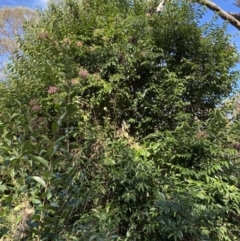 Ligustrum lucidum at Karabar, NSW - 1 May 2022 12:12 PM