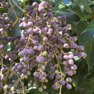 Ligustrum lucidum at Karabar, NSW - 1 May 2022 12:12 PM