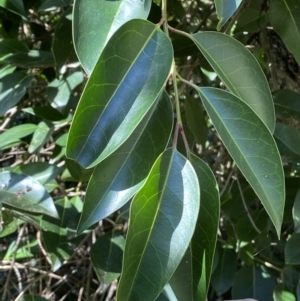 Ligustrum lucidum at Karabar, NSW - 1 May 2022 12:12 PM