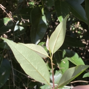 Ligustrum lucidum at Karabar, NSW - 1 May 2022 12:12 PM