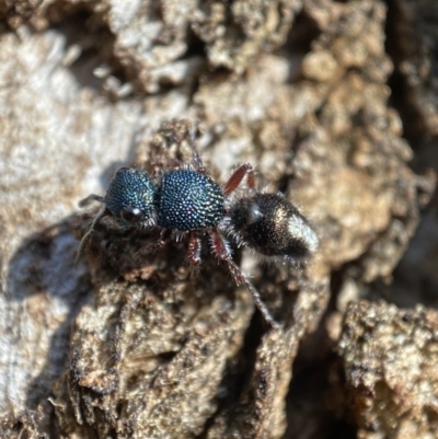 Mutillidae (family) (Unidentified Mutillid wasp or velvet ant) at Karabar, NSW - 1 May 2022 by SteveBorkowskis