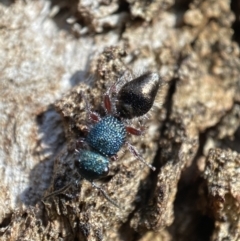 Mutillidae (family) at QPRC LGA - 1 May 2022 12:06 PM