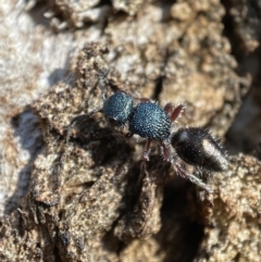 Mutillidae (family) at QPRC LGA - 1 May 2022 12:06 PM