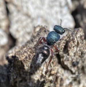 Mutillidae (family) at QPRC LGA - 1 May 2022 12:06 PM