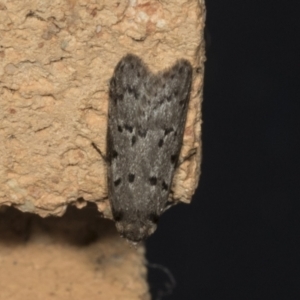 Oecophoridae (family) at Higgins, ACT - 24 Apr 2022