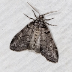 Smyriodes undescribed species nr aplectaria at Higgins, ACT - 25 Apr 2022 by AlisonMilton