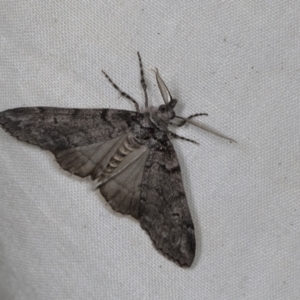 Smyriodes undescribed species nr aplectaria at Higgins, ACT - 26 Apr 2022 09:18 AM