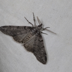 Smyriodes undescribed species nr aplectaria at Higgins, ACT - 26 Apr 2022