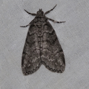 Smyriodes undescribed species nr aplectaria at Higgins, ACT - 26 Apr 2022 09:18 AM