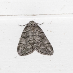 Smyriodes undescribed species nr aplectaria at Higgins, ACT - 26 Apr 2022