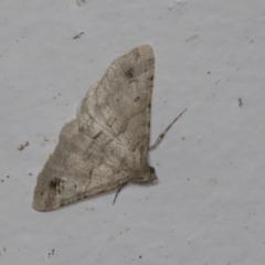 Syneora hemeropa (Ring-tipped Bark Moth) at Higgins, ACT - 23 Apr 2022 by AlisonMilton