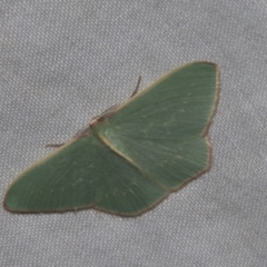Chlorocoma dichloraria (Guenee's or Double-fringed Emerald) at Higgins, ACT - 28 Apr 2022 by AlisonMilton