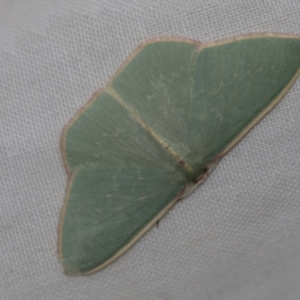 Chlorocoma dichloraria at Higgins, ACT - 28 Apr 2022