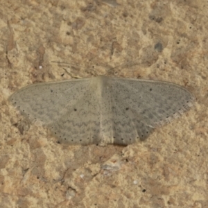 Scopula optivata at Higgins, ACT - 24 Apr 2022