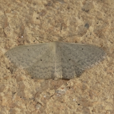 Scopula optivata (Varied Wave) at Higgins, ACT - 24 Apr 2022 by AlisonMilton