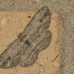 Ectropis excursaria (Common Bark Moth) at Higgins, ACT - 28 Apr 2022 by AlisonMilton