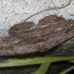 Ectropis (genus) at Higgins, ACT - 29 Apr 2022