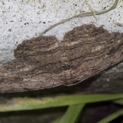 Ectropis (genus) (An engrailed moth) at Higgins, ACT - 29 Apr 2022 by AlisonMilton
