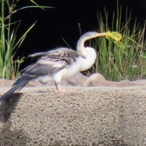 Anhinga novaehollandiae at Monash, ACT - 1 May 2022 01:58 PM