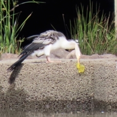 Anhinga novaehollandiae at Monash, ACT - 1 May 2022