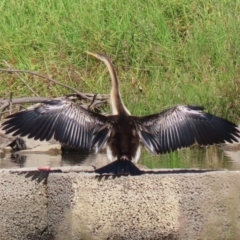 Anhinga novaehollandiae at Monash, ACT - 1 May 2022 01:58 PM