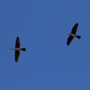 Anhinga novaehollandiae at Monash, ACT - 1 May 2022 01:58 PM