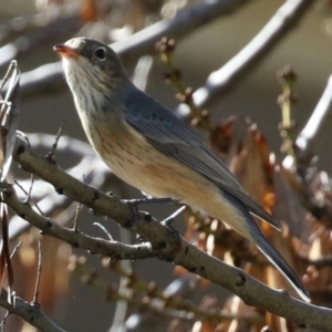 Pachycephala rufiventris at Monash, ACT - 1 May 2022