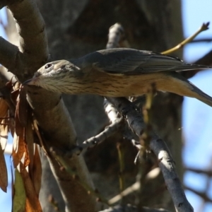 Pachycephala rufiventris at Monash, ACT - 1 May 2022