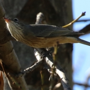 Pachycephala rufiventris at Monash, ACT - 1 May 2022