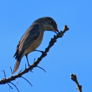 Pachycephala rufiventris at Monash, ACT - 1 May 2022