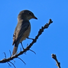 Pachycephala rufiventris at Monash, ACT - 1 May 2022