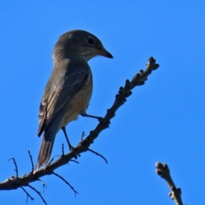 Pachycephala rufiventris at Monash, ACT - 1 May 2022